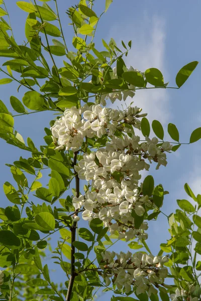 stock image Black locust tree blooming in the spring. Robinia pseudoacacia white flowers.