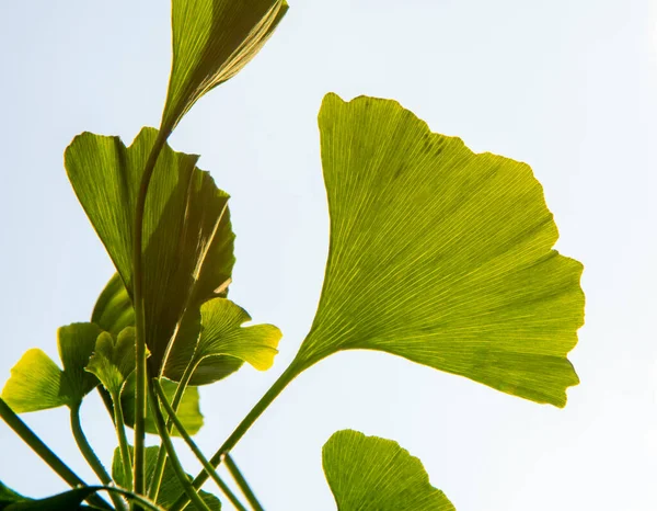 Green leaves of a ginkgo biloba tree in the springtime. Maidenhair tree.