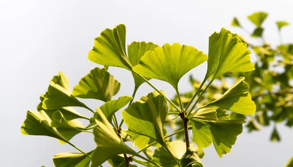 Grüne Blätter Eines Ginkgo Biloba Baumes Frühling Junghaarbaum — Stockfoto