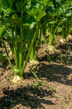 Sebze bahçesinde büyüyen Kereviz bitkisi sırası. Kereviz, Apiaceae familyasından bir bataklık bitkisidir..