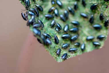 The garden nasturtium (Tropaeolum majus) infested with Cabbage flea beetle (Phyllotreta cruciferae) or crucifer flea beetle. clipart