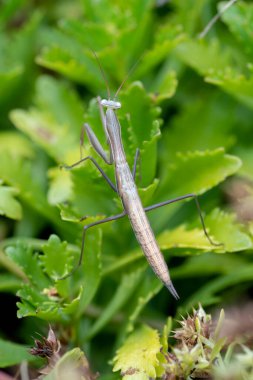 Genç Avrupa peygamber devesi (Mantid dini) yazın bahçede.