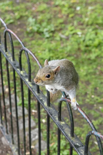 Squirrel James Park London — Stock Photo, Image