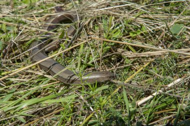 Otların üzerinde yatan yavaş solucan (anguis fragilis). Sağır bir engerek, yavaş kurt, yazın kör solucan..