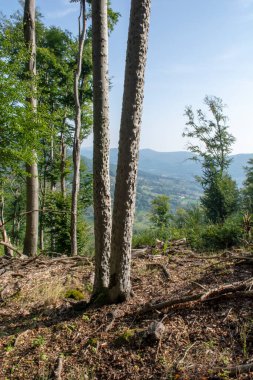 Kayın kabuğu hastalığı (BBD). Fagus ağacı kabuğu Xylococculus betulae, Cryptococcus fagisuga, Neonectria faginata tarafından istila edildi..