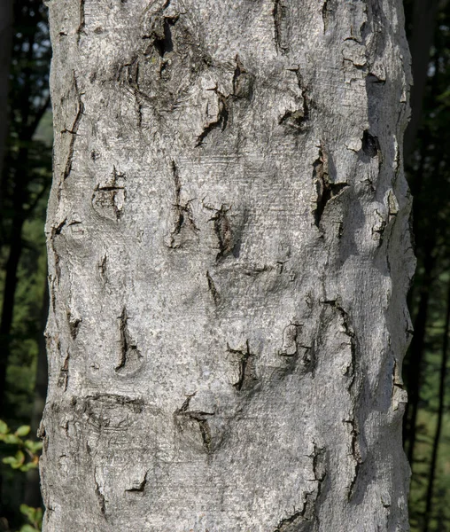 Νόσος Του Φλοιού Οξιάς Bbd Φλοιός Δένδρου Fagus Προσβεβλημένος Από — Φωτογραφία Αρχείου