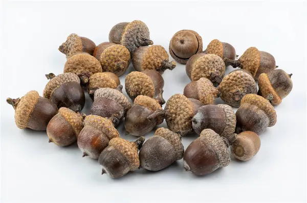 Northern Red Oak Acorns Isolated White Background Quercus Rubra Fruits Stock Image