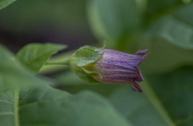 Atropa belladonna çiçekleri, genellikle belladonna ya da ölümcül itüzümü olarak bilinir..