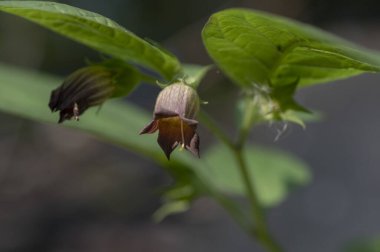 Atropa belladonna çiçekleri, genellikle belladonna ya da ölümcül itüzümü olarak bilinir..