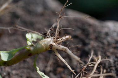 Atropa belladonna 'nın kökleri, genellikle belladonna ya da ölümcül itüzümü olarak bilinir..