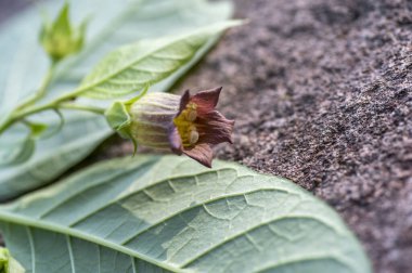 Atropa belladonna çiçekleri, genellikle belladonna ya da ölümcül itüzümü olarak bilinir..