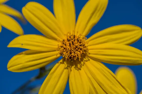 Žluté Květy Jeruzalémského Artyčoku Helianthus Tuberosus Kvetoucí Slunečnice Slunečnice Slunečnice — Stock fotografie