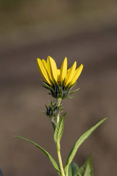 Gelbe Blüten Der Topinambur Helianthus Tuberosus Blühende Sonnenwurzel Sonnendrossel Wilde — Stockfoto