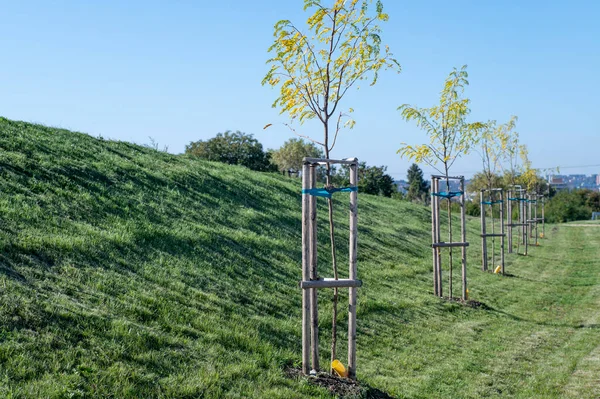 Arka arkaya genç siyah çekirge ağaçları. Robinia sahte ağaç fidanları, tahta kazık destekli..