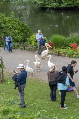 Londra, İngiltere - 10 Mayıs 2023: Pelecanus onocrotalus (Pelecanus onocrotalus) Londra 'daki St. James' s Park yolunda. İngiltere.