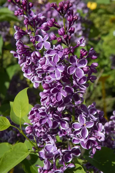 The common lilac (Syringa vulgaris Sensation), also known as the French lilac or simply the lilac blooming in the garden.