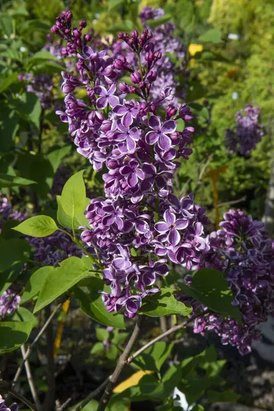 The common lilac (Syringa vulgaris Sensation), also known as the French lilac or simply the lilac blooming in the garden.