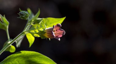 Atropa belladonna çiçekleri, genellikle belladonna ya da ölümcül itüzümü olarak bilinir..