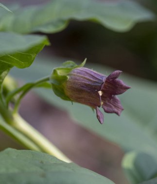 Atropa belladonna çiçekleri, genellikle belladonna ya da ölümcül itüzümü olarak bilinir..