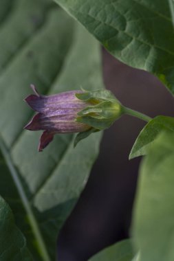 Atropa belladonna çiçekleri, genellikle belladonna ya da ölümcül itüzümü olarak bilinir..