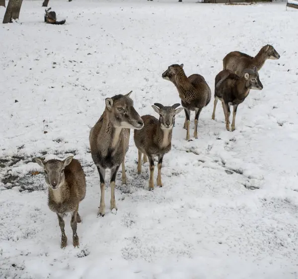 Avrupa Mouflon 'u, Ovis Musimon. Kış zamanı sürü..