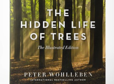Nova Bana, Slovakya - 31 Aralık 2023: Ağaçların Gizli Hayatı, Peter Wohlleben tarafından yazılan kitap, beyaz arka planda izole edildi. Kitap kapağı.