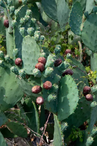 Prickly pear cactus also known as Opuntia, ficus-indica or Indian fig.  Opuntia ripe fruits in the summer.