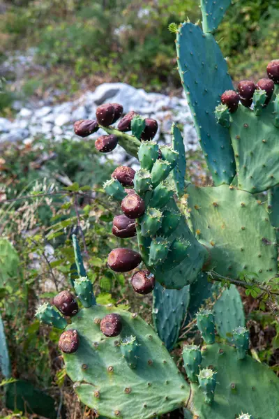 Prickly pear cactus also known as Opuntia, ficus-indica or Indian fig.  Opuntia ripe fruits in the summer.