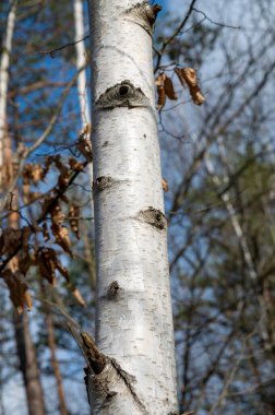 Ağaç gövdesi. Betula Ağacı havlıyor. Ayrıntı.