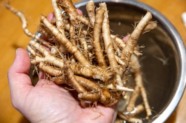 Taze Taraxacum officinale, karahindiba veya karahindiba kökleri.