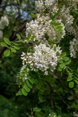 Robinia Psödoacia 'nın beyaz çiçekleri. Siyah Çekirge Sahte Akasya Baharda çiçek açıyor.