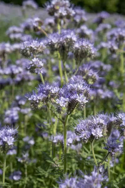 Çiçekli kemancı (Phacelia tanacetifolia). Çiçekli mavi tansi ya da dantelli safra..