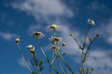Papatya çiçekleri (Matrikaria recutita) yazın bir çayırda çiçek açarlar. Çiçekli Alman papatyası.