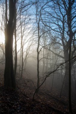 A misty deciduous forest. Tree trunks are shrouded in the fog. clipart