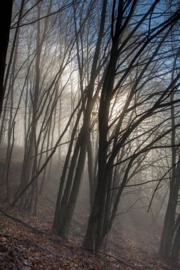 Sisli bir yaprak döken orman. Ağaç gövdeleri sisin içinde gizlenir..