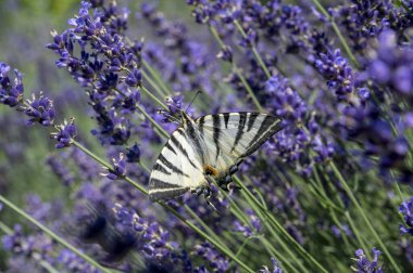 Kırlangıç (Iphiclides podalirius) lavanta çiçeklerinden nektar içmektedir..