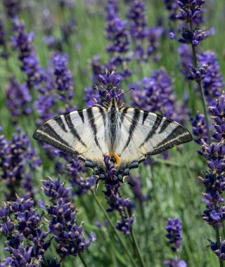 Kırlangıç (Iphiclides podalirius) lavanta çiçeklerinden nektar içmektedir..