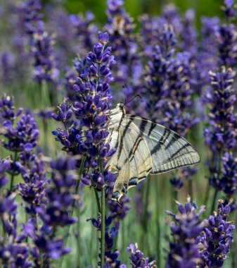 Kırlangıç (Iphiclides podalirius) lavanta çiçeklerinden nektar içmektedir..