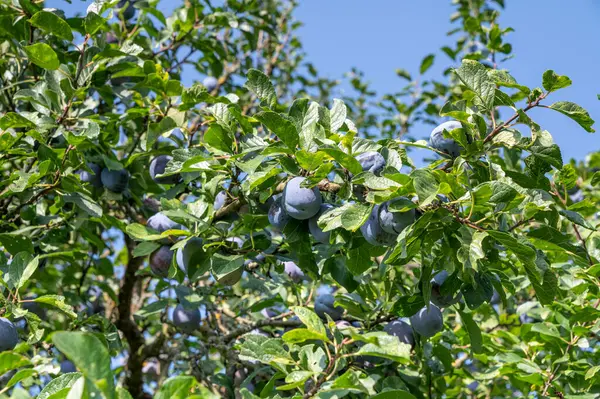 stock image Ripe organic plums on a tree branch in the garden.