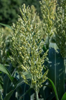 Sorghum bicolor. Sorghum tarım alanı. Bitki ayrıca büyük darı, süpürge, mısır, durra, imhee, jowar veya milo olarak da bilinir..