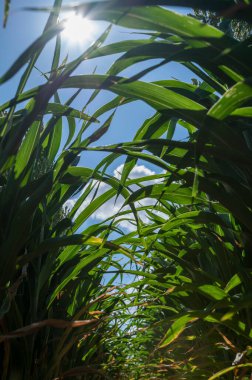 Sorghum bicolor. Sorghum tarım alanı. Bitki ayrıca büyük darı, süpürge, mısır, durra, imhee, jowar veya milo olarak da bilinir..