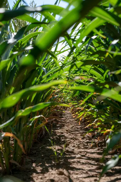 stock image Sorghum bicolor. Sorghum agricultural field. The plant is also known as great millet, broomcorn, guinea corn, durra, imphee, jowar, or milo.