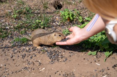 European ground squirrel (Spermophilus citellus) eating sunflower seeds from the hand. Muranska planina National Park. Slovakia. clipart