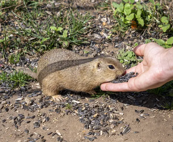 stock image European ground squirrel (Spermophilus citellus) eating sunflower seeds from the hand. Muranska planina National Park. Slovakia.