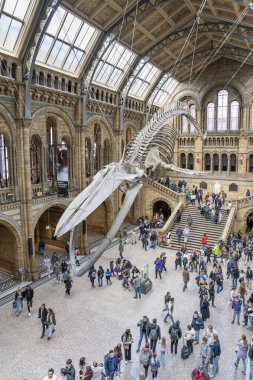 Londra, İngiltere - 23 Mart 2024: Doğal Tarih Müzesi 'ndeki mavi balina iskeleti. Hintze Konağı. Londra. İngiltere..