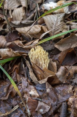 Ormandaki Ramaria Aurea. Ramaria, Gomphaceae familyasından bir mantar türü..
