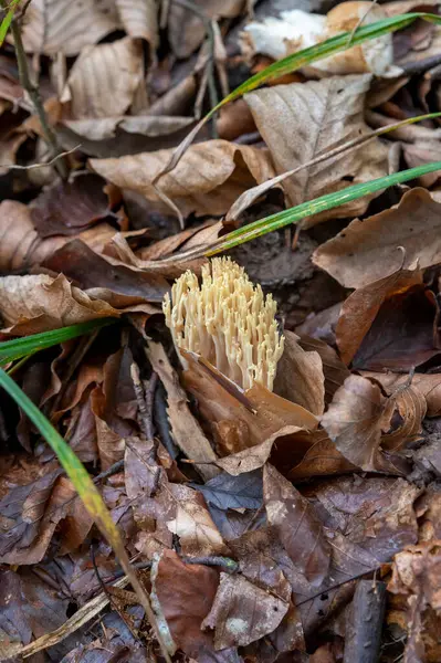 Ormandaki Ramaria Aurea. Ramaria, Gomphaceae familyasından bir mantar türü..