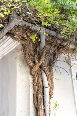 Kara çekirge ağacı (Robinia psödoacia) duvara tırmanıyor ve yağmur suyu oluğu ve aşağı boruyla iç içe geçiyor.