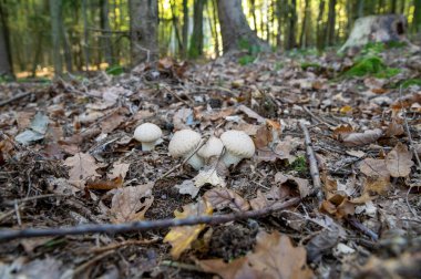 Lycoperdon perlatum, the common puffball, warted puffball, gem-studded puffball, wolf farts or the devil's snuff-box mushroom. clipart