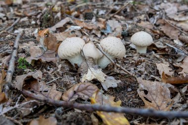 Lycoperdon perlatum, the common puffball, warted puffball, gem-studded puffball, wolf farts or the devil's snuff-box mushroom. clipart